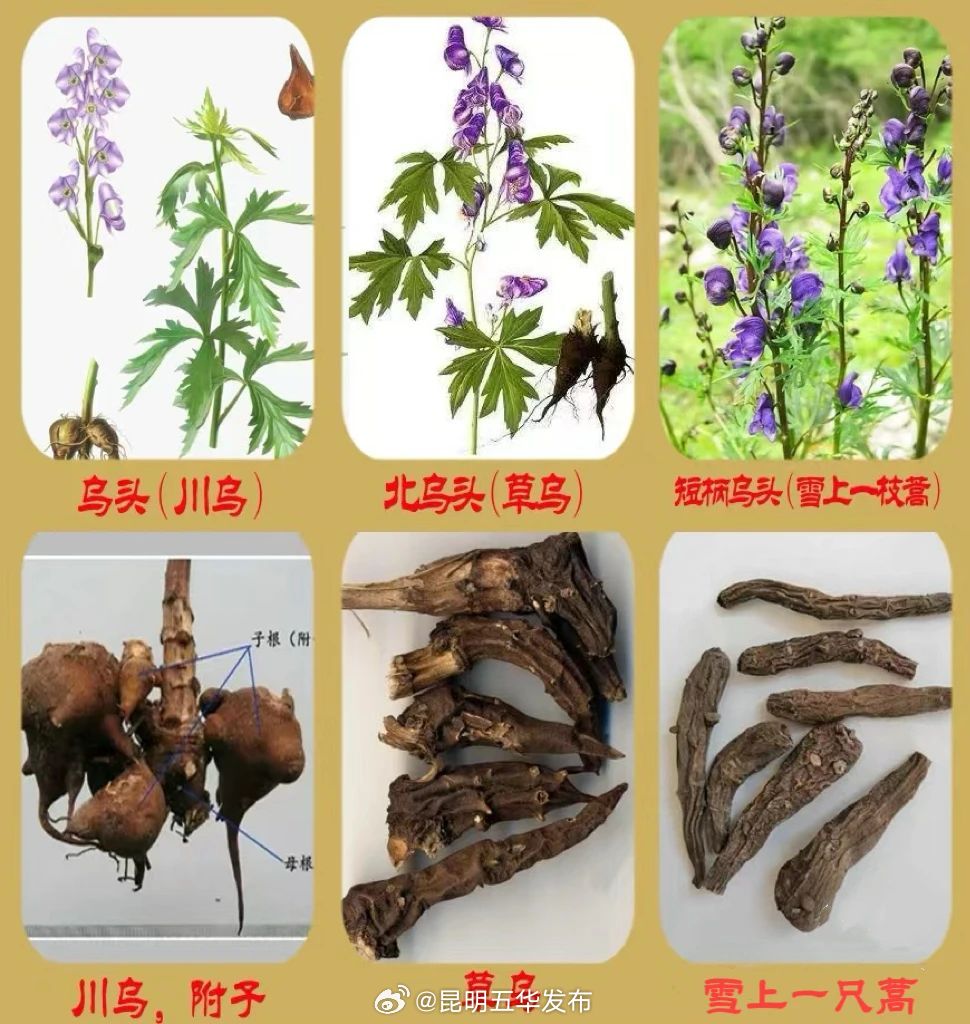 不能乱吃！昆明已发生中毒事件20余起_http://www.mainten.cn_ycb_第3张