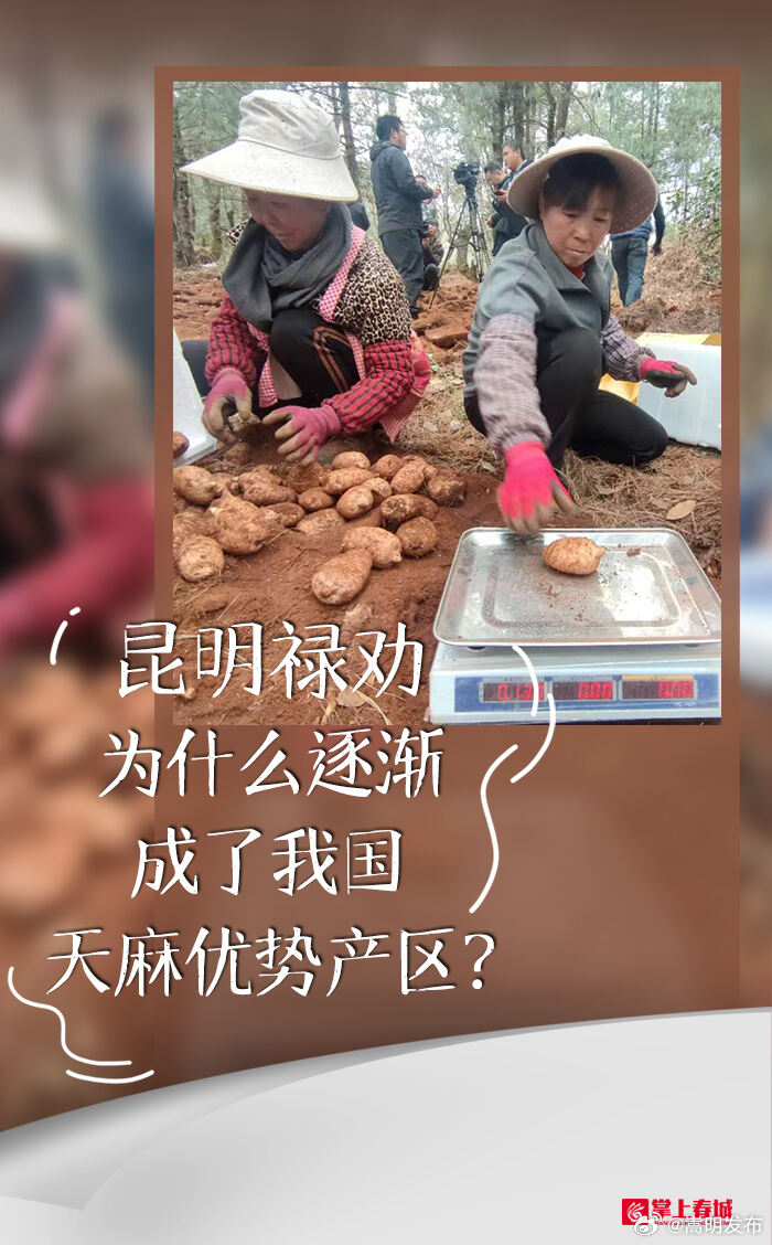 口感细糯、甘甜……昆明禄劝渐成我国天麻优势产区