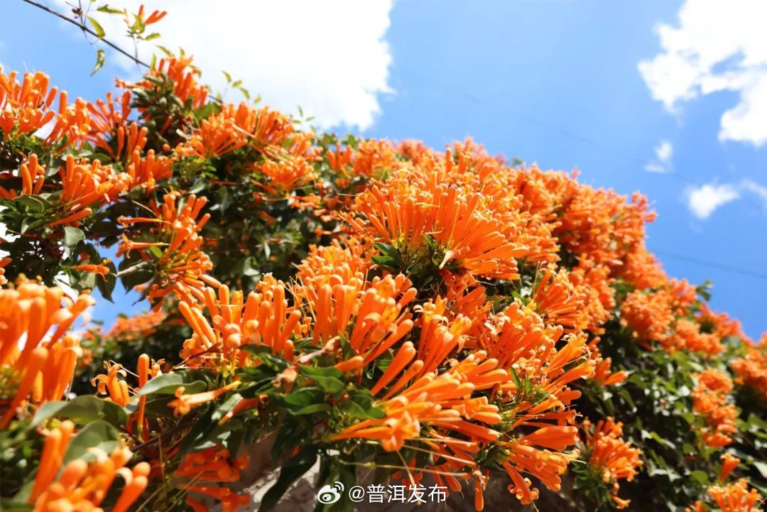 普洱发布