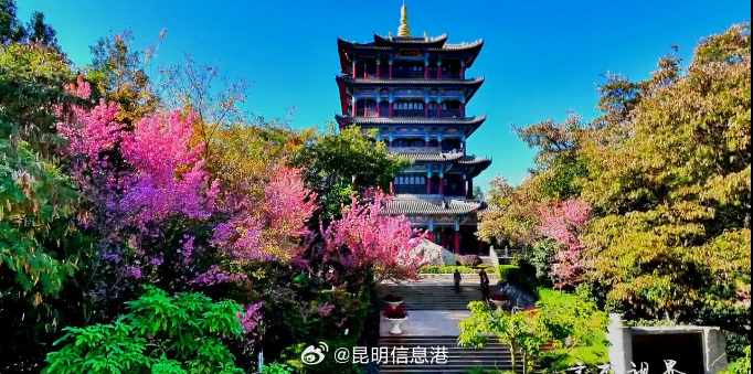 昆明呈贡：三台山公园冬樱花美“出圈”_http://www.mainten.cn_ycb_第3张