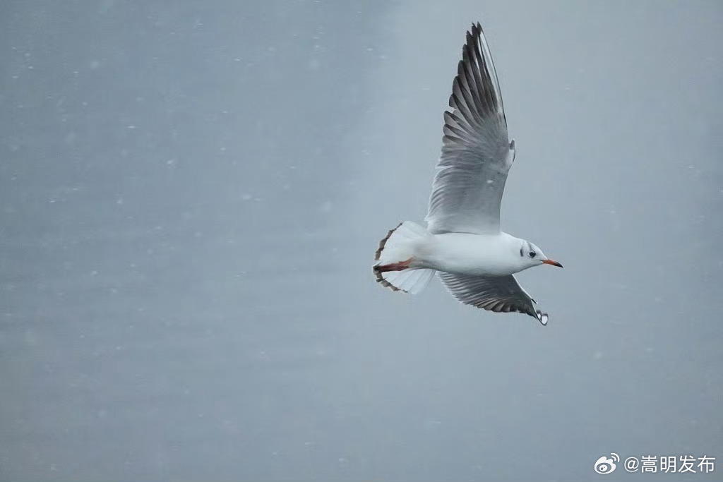 海鸥在雪中起舞氛围感拉满_http://www.mainten.cn_ycb_第9张