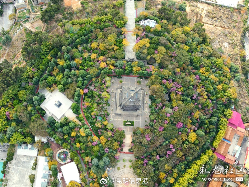昆明呈贡：三台山公园冬樱花美“出圈”_http://www.mainten.cn_ycb_第2张