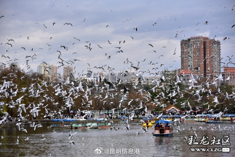 春城处处可观鸥 丨沉浸式打卡翠湖公园 探寻暖冬人鸥奇遇_http://www.mainten.cn_ycb_第8张
