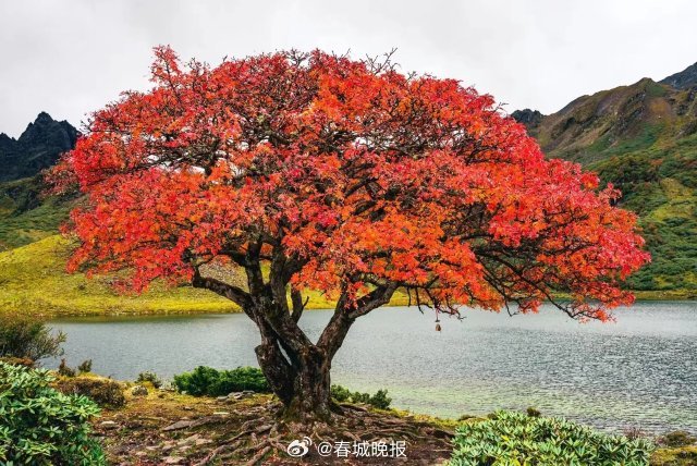春城晚报