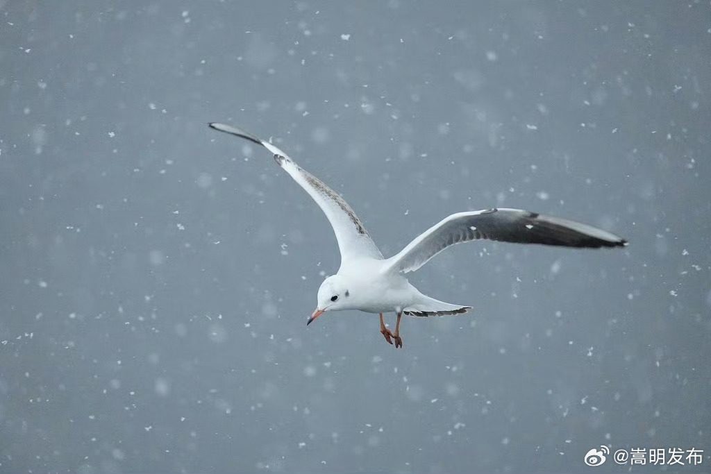 海鸥在雪中起舞氛围感拉满_http://www.mainten.cn_ycb_第5张