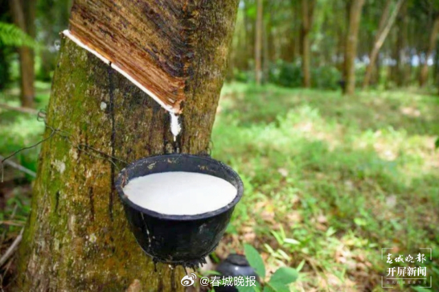 有一种叫云南的生活·一种“象”往的幸福｜勐腊：深耕橡胶产业，致力创新发展_http://www.mainten.cn_ycb_第8张