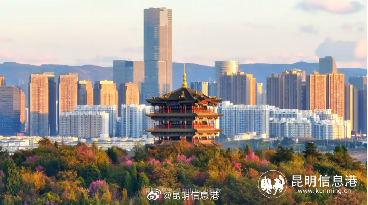 昆明呈贡：三台山公园冬樱花美“出圈”_http://www.mainten.cn_ycb_第4张
