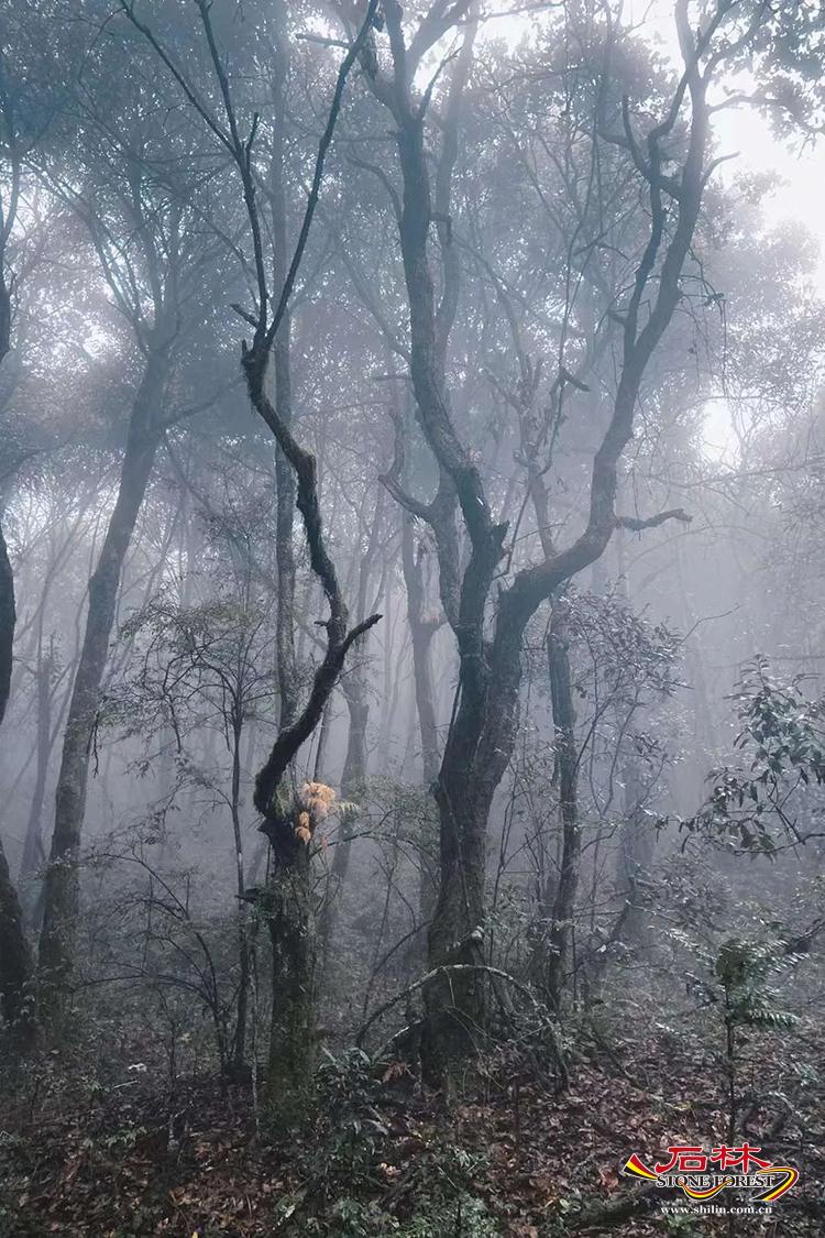 石林旅游网