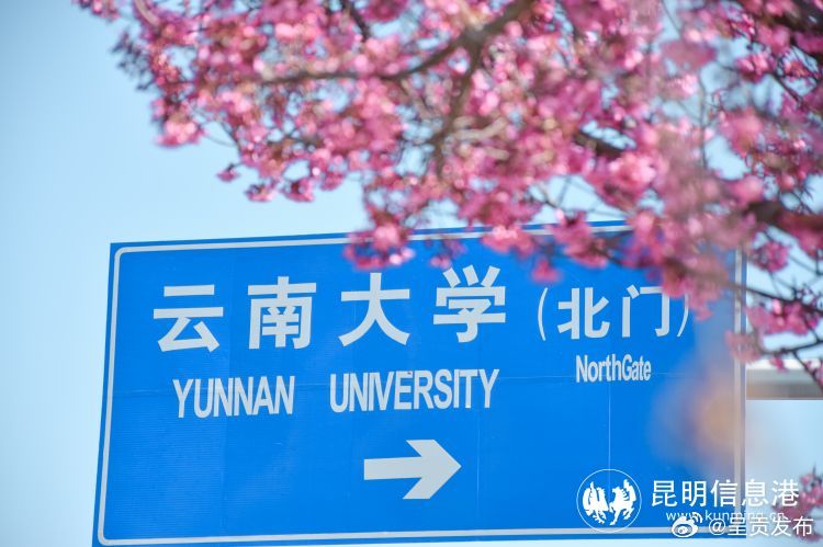 昆明呈贡：冬日限定“粉色皮肤”上线_http://www.mainten.cn_ycb_第2张