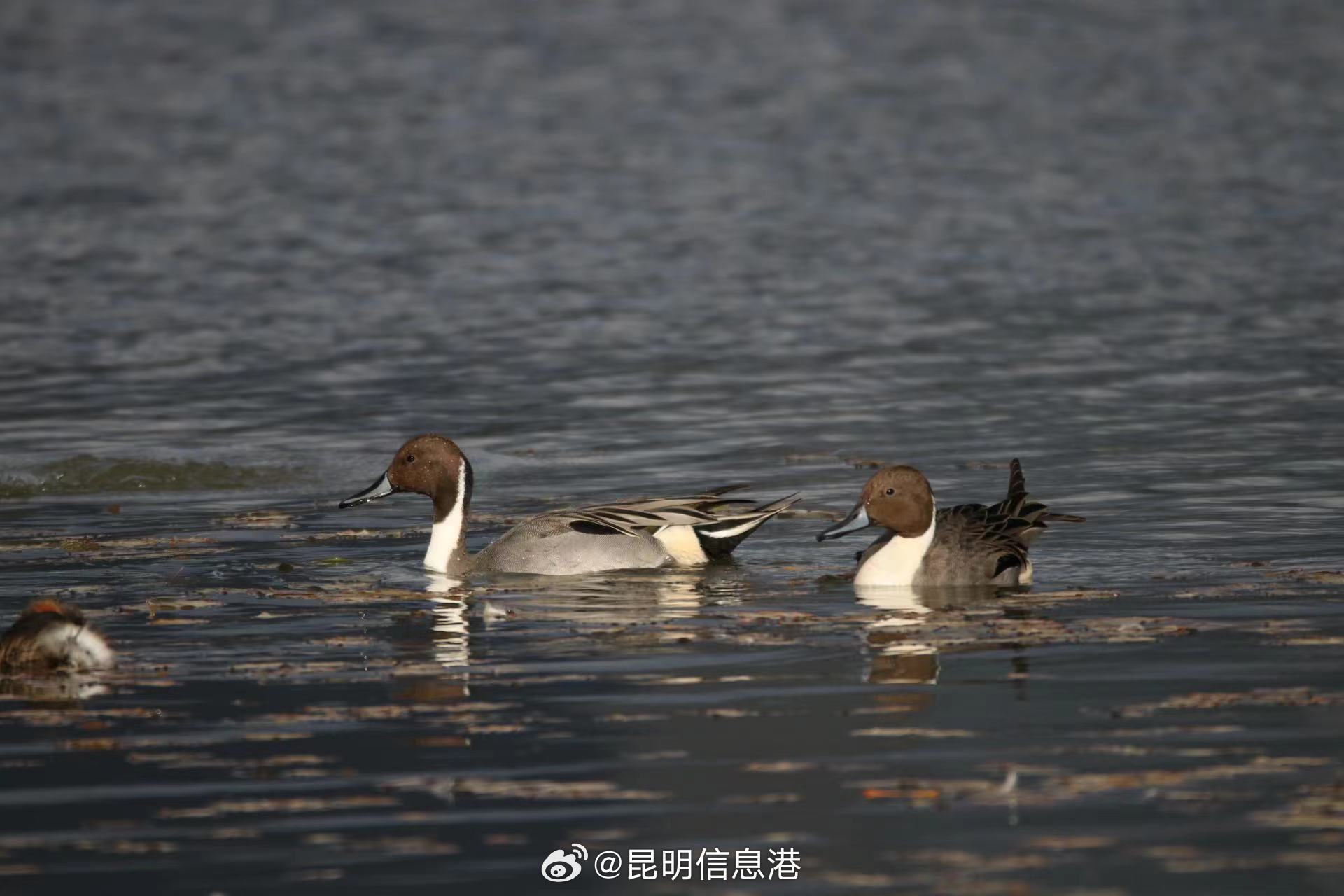 昆明信息港微博