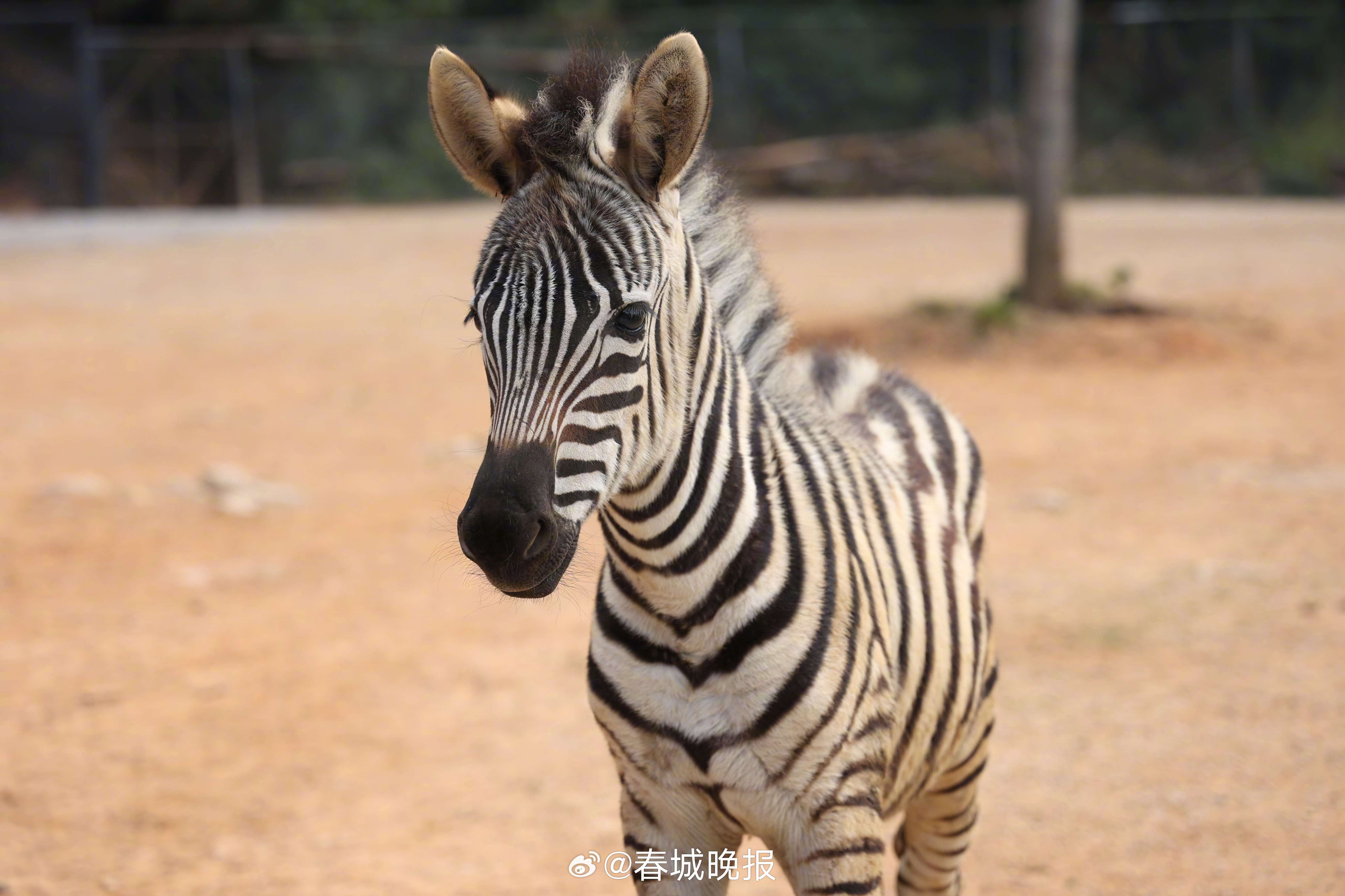 春城晚报