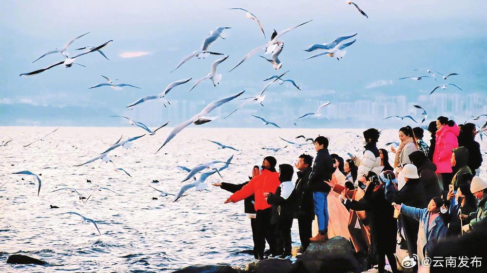 洱海之滨 人鸥和谐