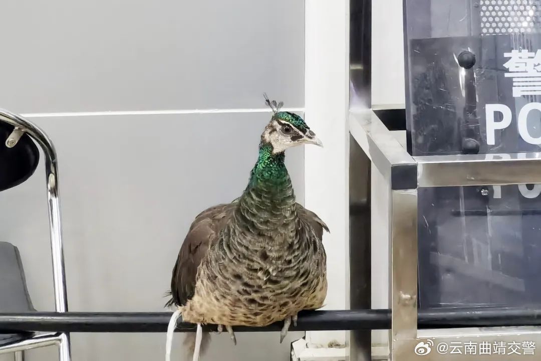云南曲靖交警
