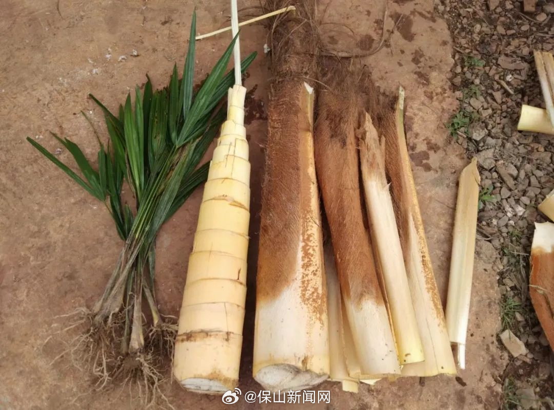 保山新闻网