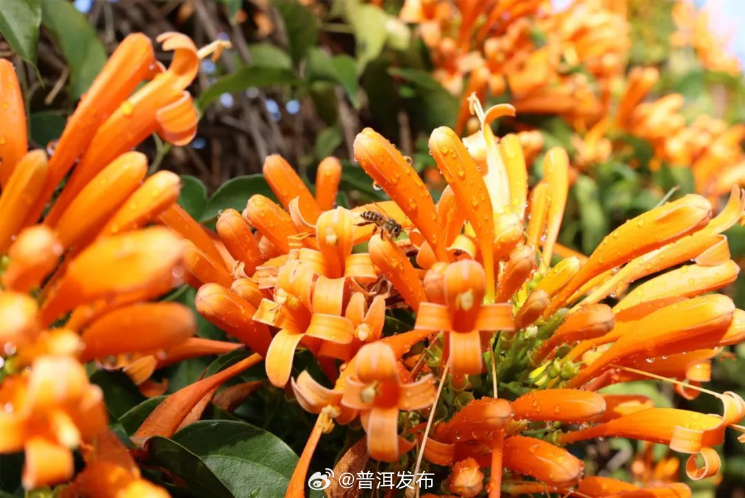 普洱发布