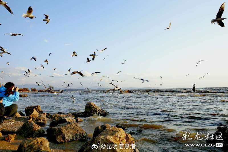 春城处处可观鸥 丨王官湿地公园 避开人群寻找冬日的浪漫_http://www.mainten.cn_ycb_第3张