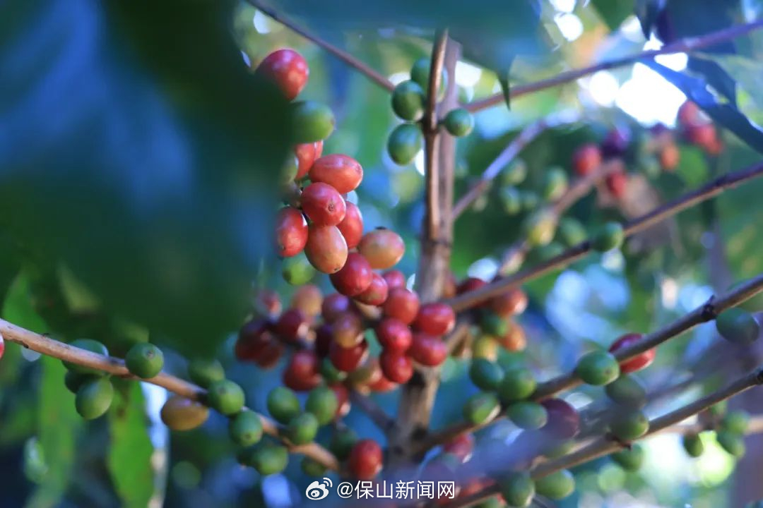 保山新闻网