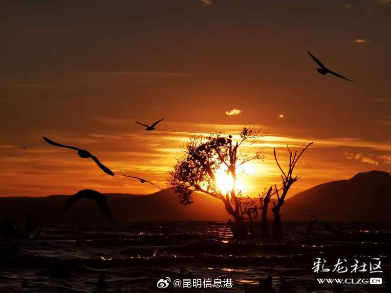 春城处处可观鸥 丨王官湿地公园 避开人群寻找冬日的浪漫_http://www.mainten.cn_ycb_第4张