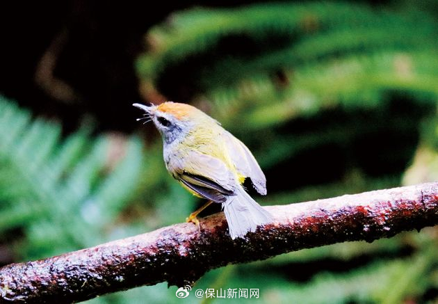 保山新闻网