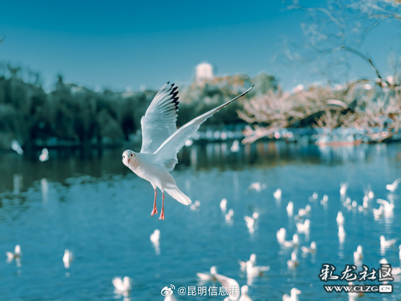 春城处处可观鸥 丨沉浸式打卡翠湖公园 探寻暖冬人鸥奇遇_http://www.mainten.cn_ycb_第9张