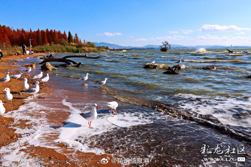 春城处处可观鸥 丨王官湿地公园 避开人群寻找冬日的浪漫_http://www.mainten.cn_ycb_第6张