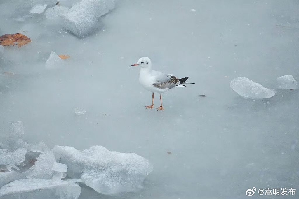 海鸥在雪中起舞氛围感拉满_http://www.mainten.cn_ycb_第2张