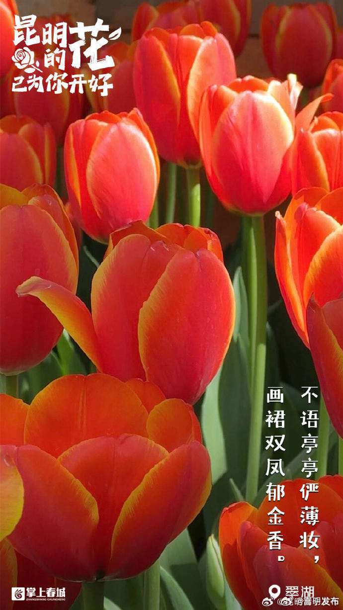 嵩明发布