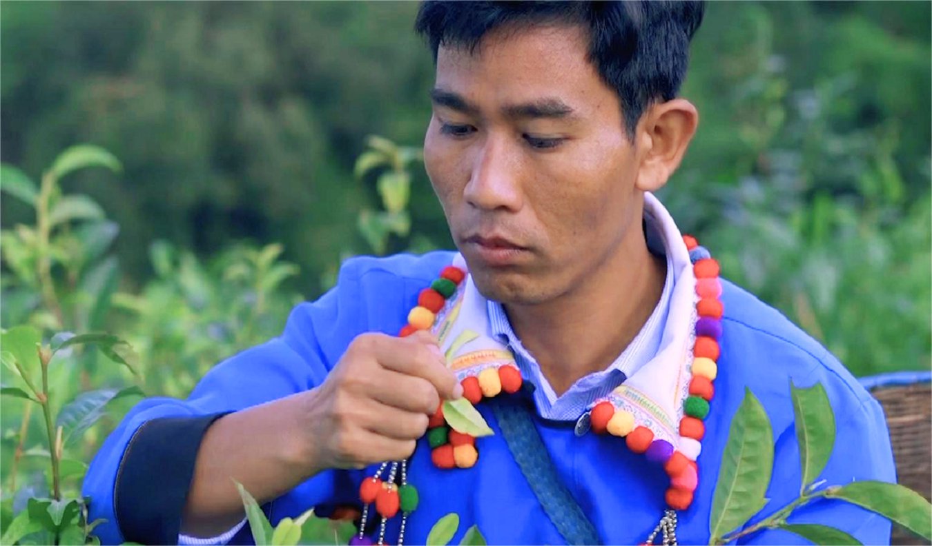 美丽云南 | 民族智慧 茶韵悠扬——云茶·德昂族酸茶_http://www.mainten.cn_ycb_第2张