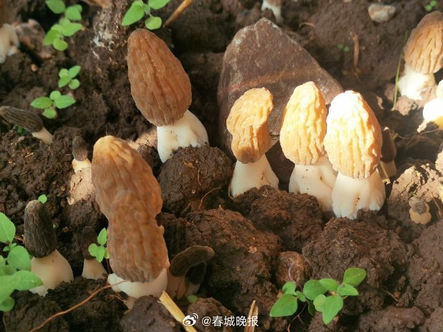 富裕美丽之城 和谐香格里拉 | 香格里拉羊肚菌新鲜上市