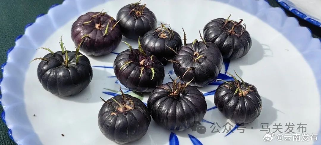 文山马关成为全国最大的红果参种植基地