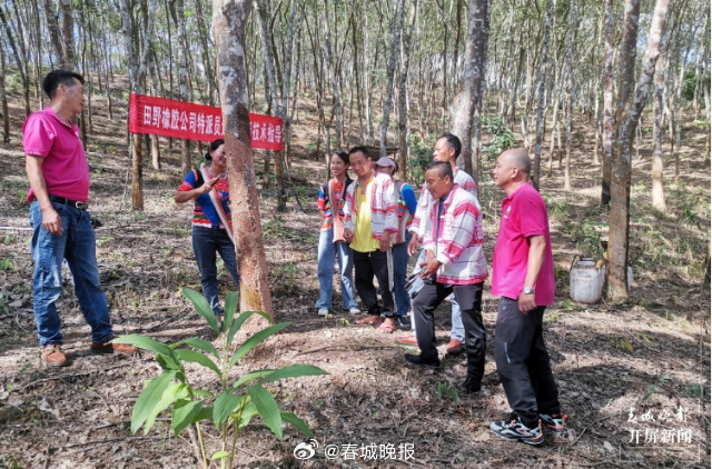 有一种叫云南的生活·一种“象”往的幸福｜勐腊：深耕橡胶产业，致力创新发展_http://www.mainten.cn_ycb_第9张