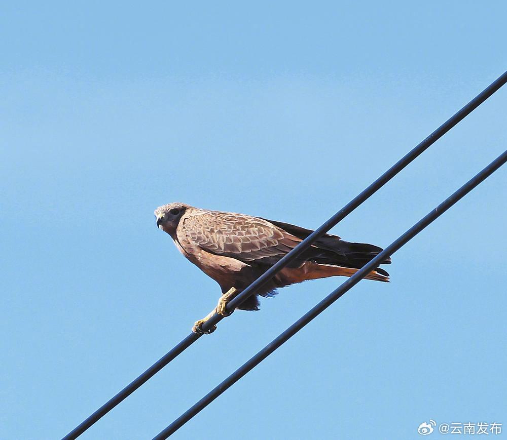 昭通：大山包保护区鸟类家族再添新成员