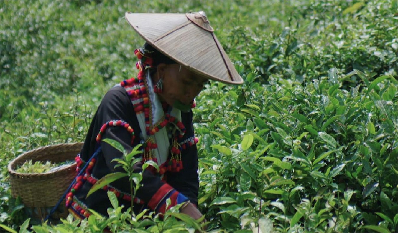 美丽云南 | 民族智慧 茶韵悠扬——云茶·德昂族酸茶_http://www.mainten.cn_ycb_第3张