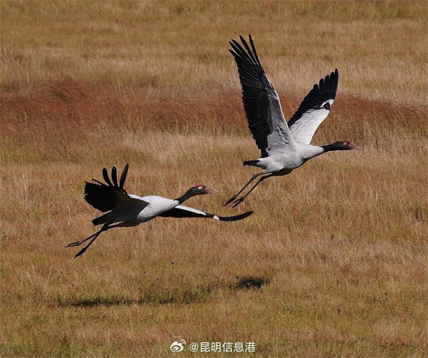 昆明信息港微博