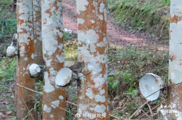 有一种叫云南的生活·一种“象”往的幸福｜勐腊：深耕橡胶产业，致力创新发展_http://www.mainten.cn_ycb_第7张