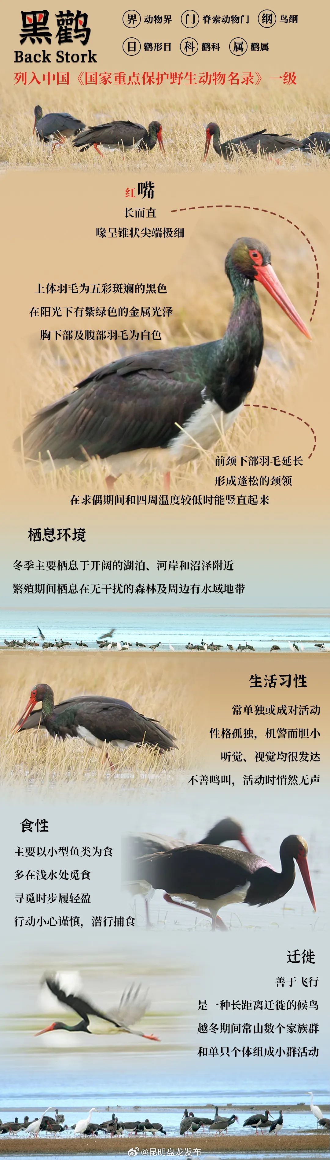 守护“鸟中大熊猫”——黑鹳