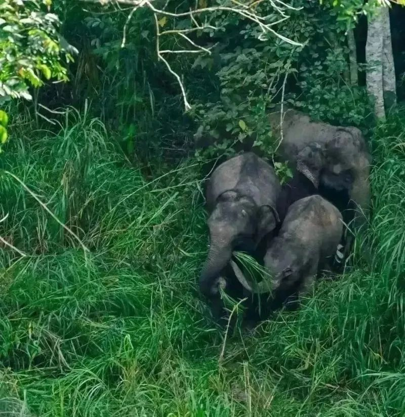 西双版纳傣族自治州人民政府