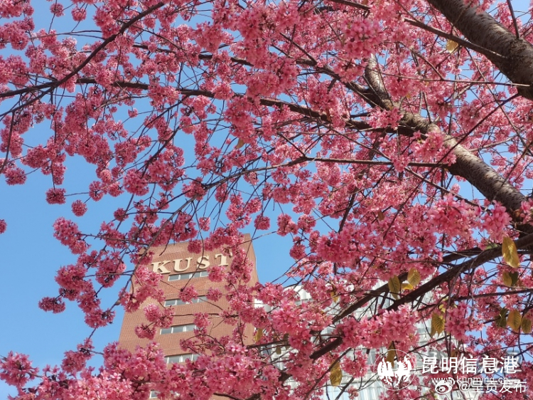 昆明呈贡：冬日限定“粉色皮肤”上线_http://www.mainten.cn_ycb_第6张
