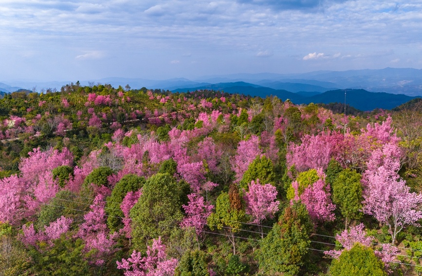 景迈山千年古茶园里，冬樱盛放灿若云霞_http://www.mainten.cn_ycb_第8张