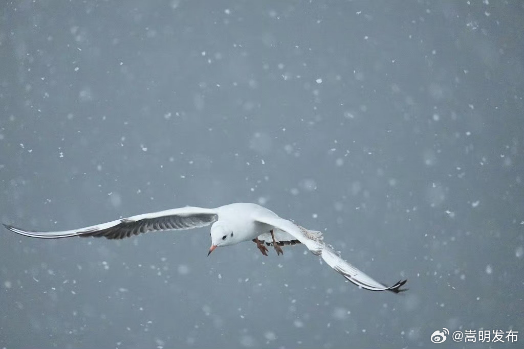 海鸥在雪中起舞氛围感拉满_http://www.mainten.cn_ycb_第4张