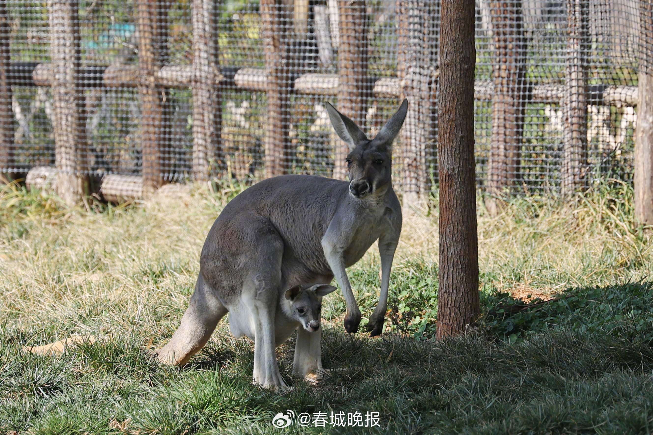 春城晚报
