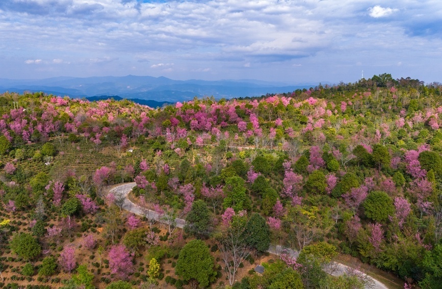 景迈山千年古茶园里，冬樱盛放灿若云霞_http://www.mainten.cn_ycb_第5张