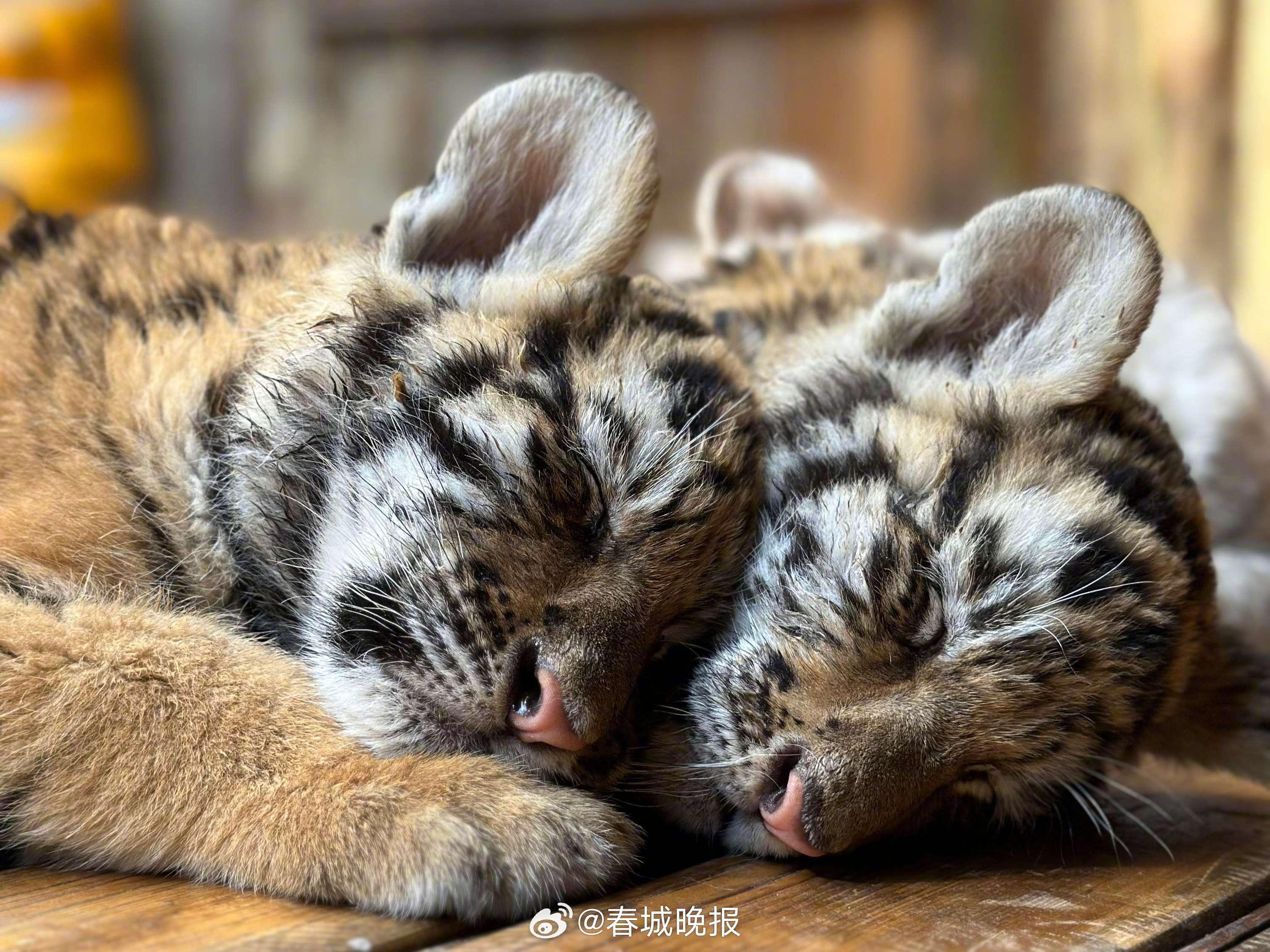 春城晚报