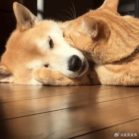 子午觉应该怎么睡_http://www.mainten.cn_ycb_第1张