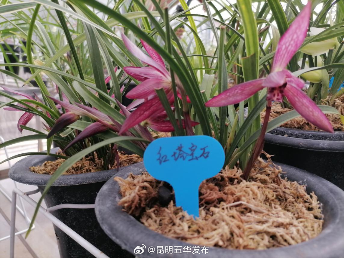 昆明五华发布