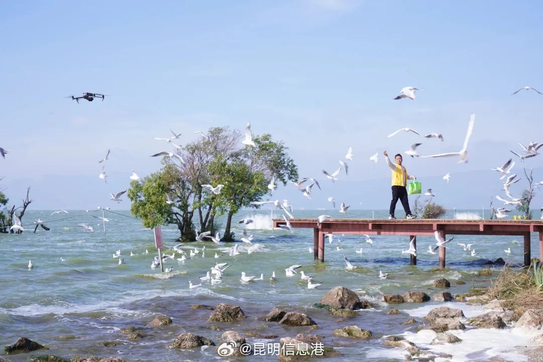 春城处处可观鸥 丨王官湿地公园 避开人群寻找冬日的浪漫_http://www.mainten.cn_ycb_第5张