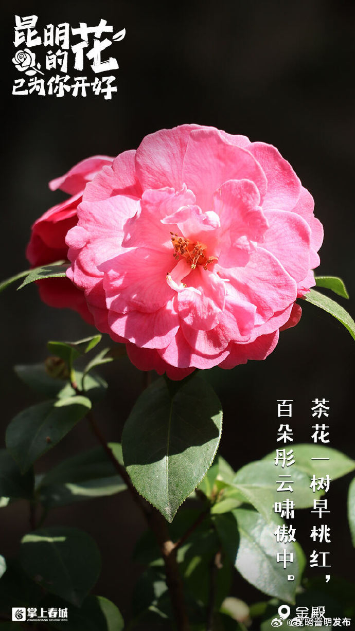 嵩明发布