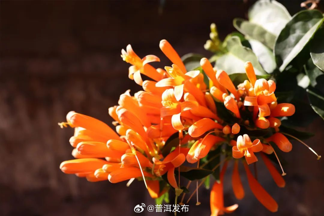 普洱发布