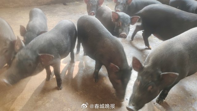 春城晚报