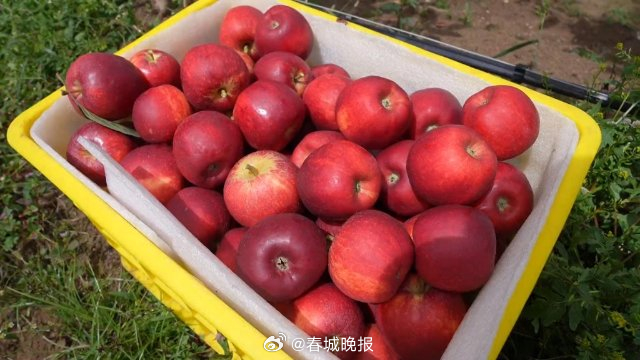 富裕美丽之城 和谐香格里拉 | 科技果园促增收 小苹果托起乡村振兴大发展